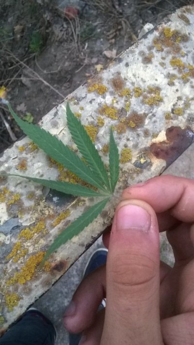Wild Cannabis In Bulgaria