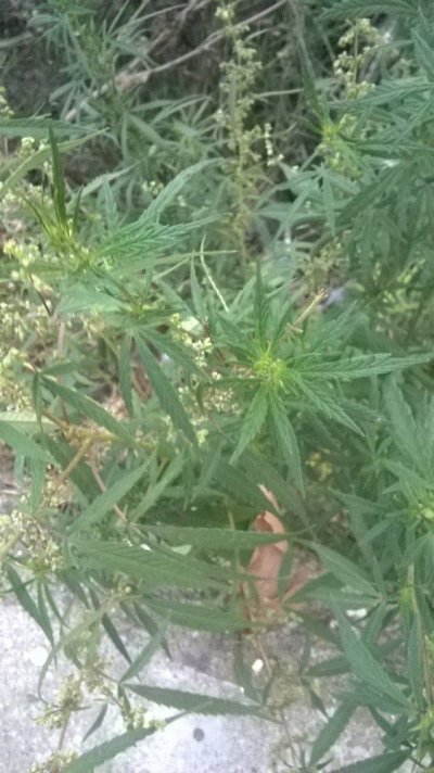 Wild Cannabis In Bulgaria