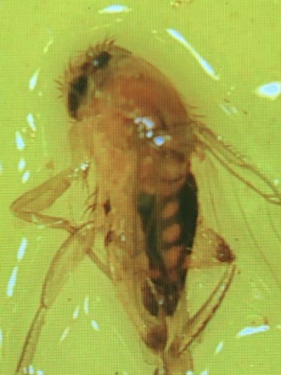 help-identify-pest-adult-thrip.jpeg