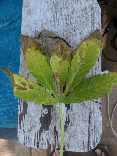 Help! What's wrong with my plant?