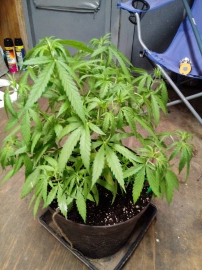 Lets see your 2019 outdoor plants!