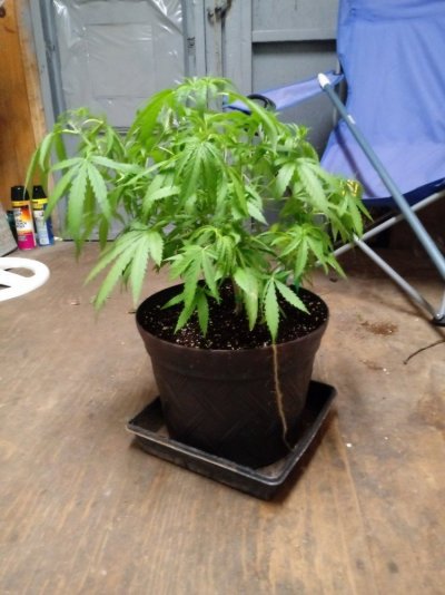 Lets see your 2019 outdoor plants!