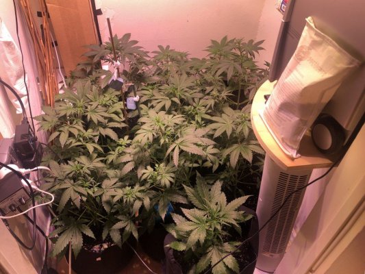 Chubs Nug Farm - 2nd Grow
