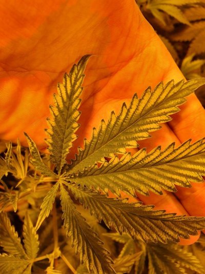 Yellowing leave
