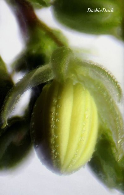 0534-d-micro-pb-breath-W.jpg