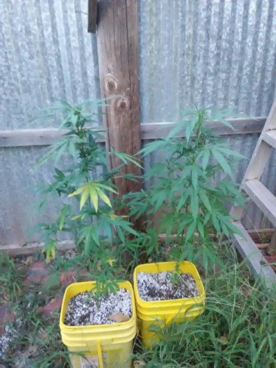 Magnesium Deficiency? Or something else?
