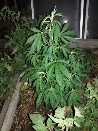 Plumbers Grow Diary
