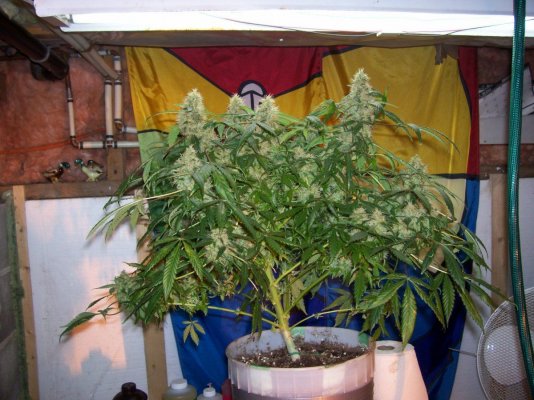 G1 full plant.JPG