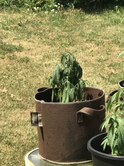 got-into-a-emergency-wasnt-able-to-get-home-and-water-plants.jpeg