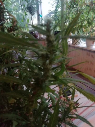 how-are-my-plants-doing-3.jpg