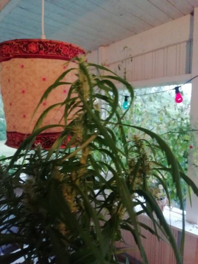 how-are-my-plants-doing-10.jpg