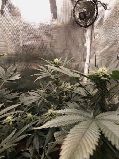 Dusty’s nano grow
