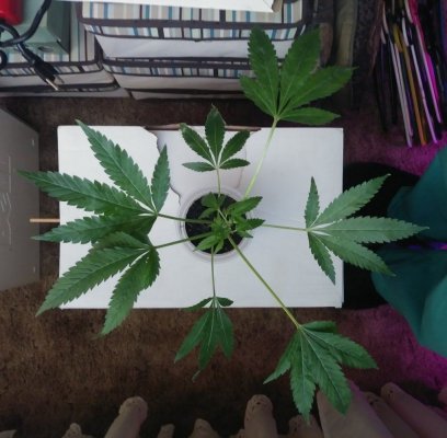 6 Blue Dream plants grown under 260w niemiled
