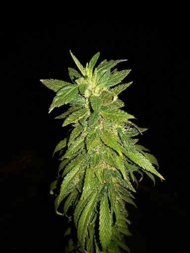 Plumbers Grow Diary