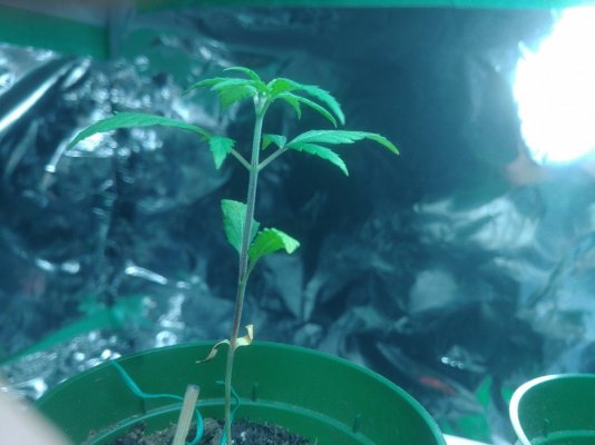 white-widow-and-a-mystery-autoflower-help-plz.jpg