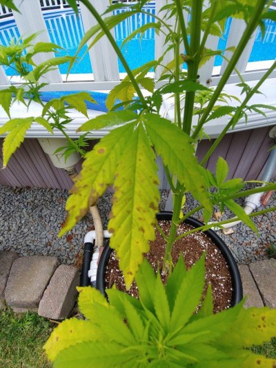 help-brown-spots-on-leaves-2.jpg