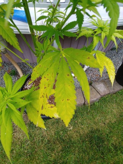 help-brown-spots-on-leaves-3.jpg