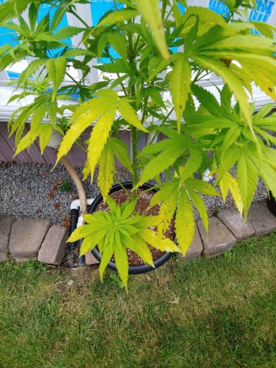 help-brown-spots-on-leaves-4.jpg