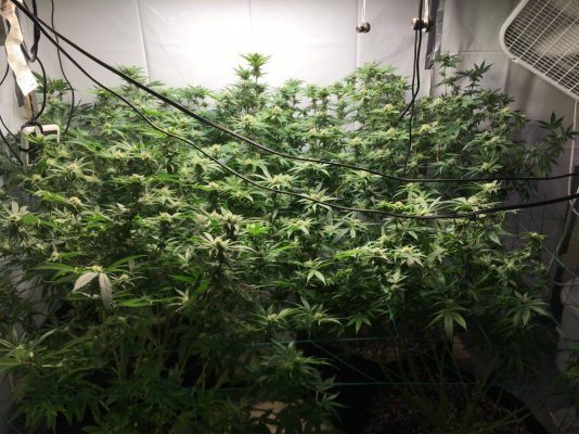 First grow ever,this is the journal