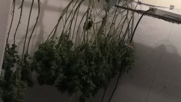 First grow ever,this is the journal