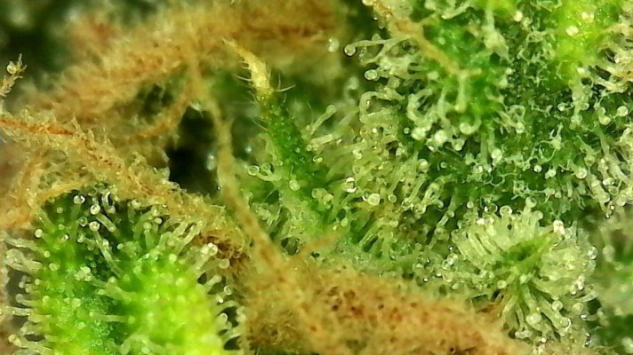 BigCube's grow show and tell.