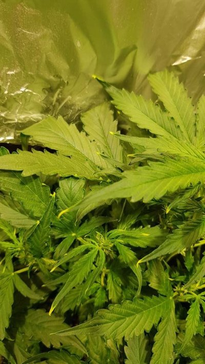 yellowing-upper-leaf-tips-14.jpg