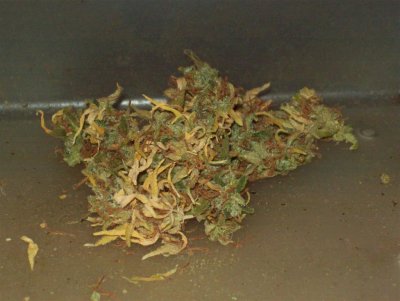 Sweet Skunk.jpg
