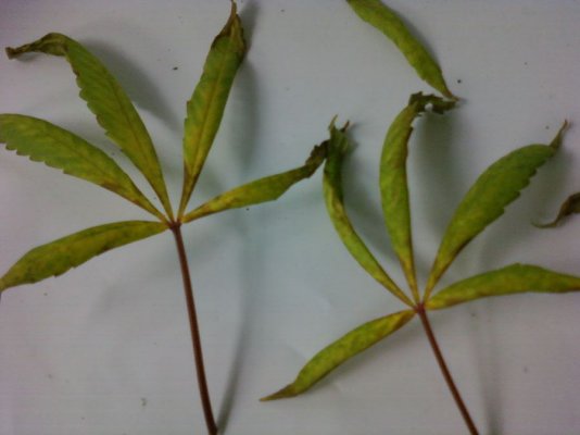 cant-get-my-plants-to-look-good.jpg