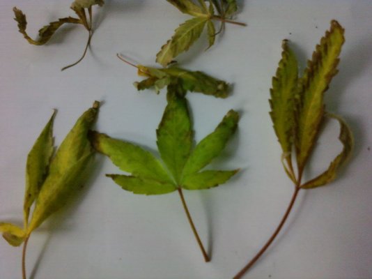cant-get-my-plants-to-look-good-2.jpg