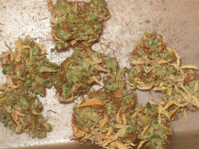 Sweet Skunk diffused light.jpg