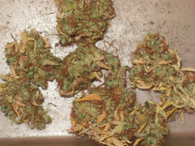 Sweet Skunk flash.jpg
