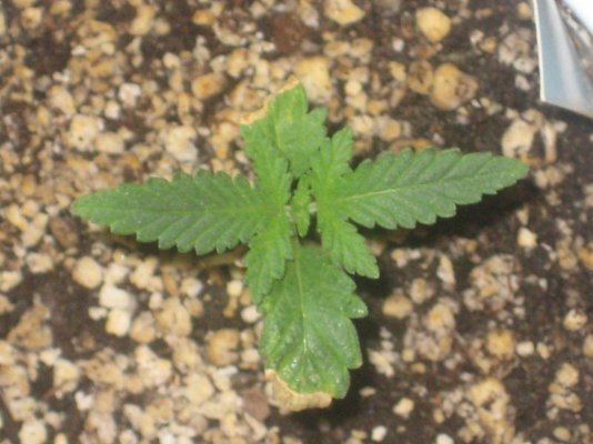 g13h1 day14 a.JPG
