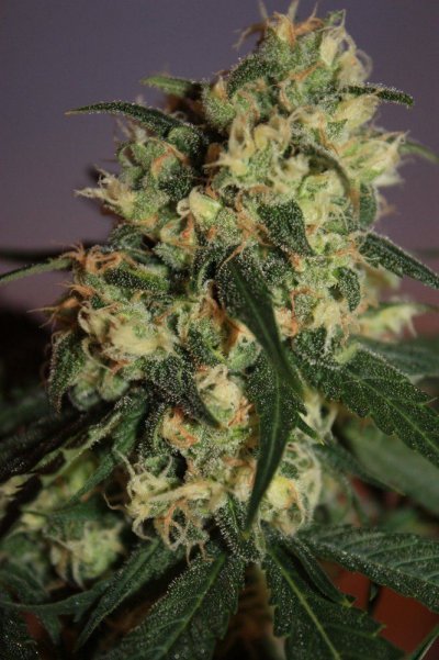 legendary-warlock-1st-grow-wow.jpg