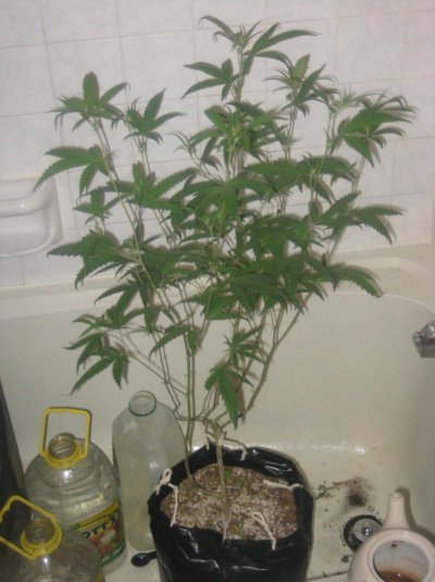 ch day8f b.jpg
