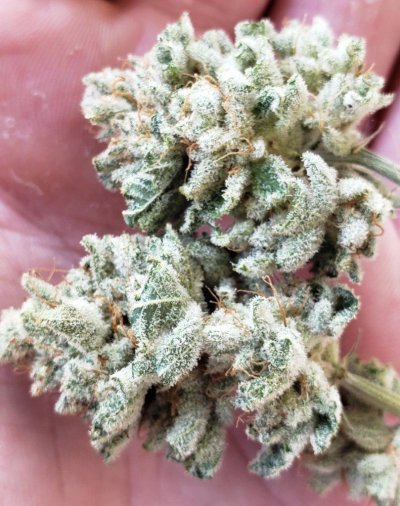 Darlins Net (GG4 x DMT)
