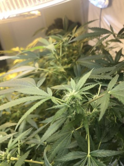 mattyice-grow--journal-7.jpeg
