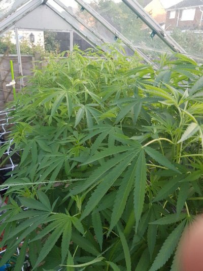 gorilla-glue-4-5.jpg