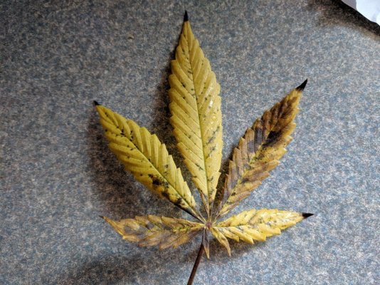 Leaves