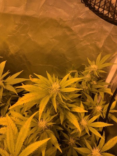 In need of help!!!plants are dying