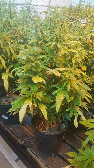 Plants always on nute lockout 800ppm???