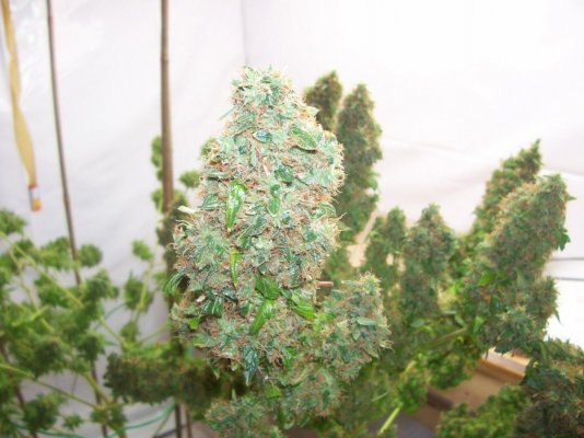big-bud-zoom.jpg