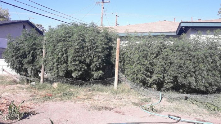 2019-backyard.jpg
