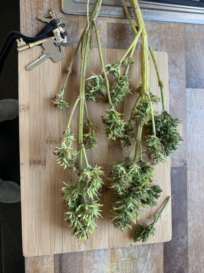 Outdoor grow UK - Moby dick auto