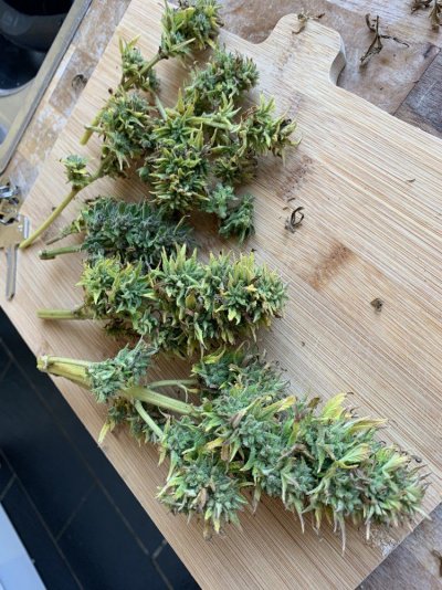 Outdoor grow UK - Moby dick auto