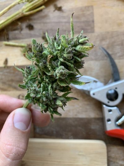 Outdoor grow UK - Moby dick auto