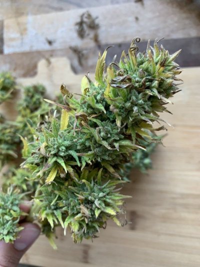 Outdoor grow UK - Moby dick auto
