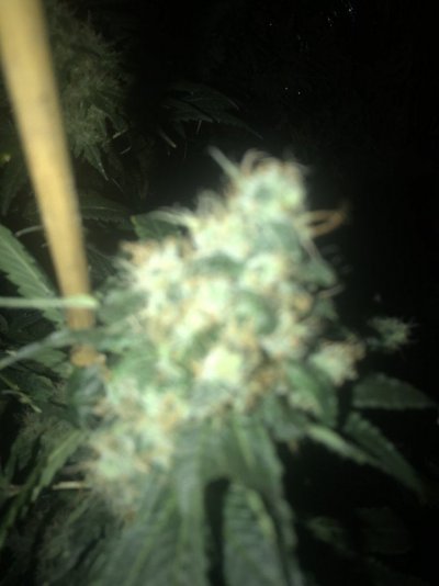 58 days of flowering