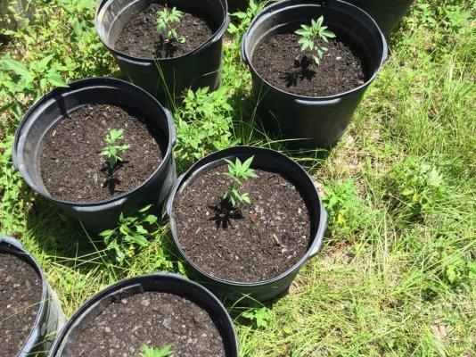 My first ever grow (outdoor) all organic