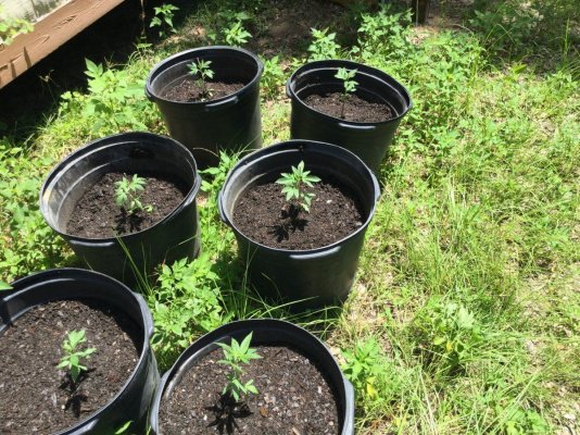 My first ever grow (outdoor) all organic