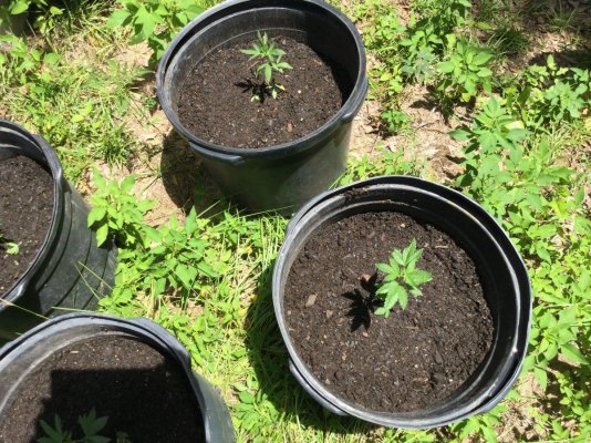 My first ever grow (outdoor) all organic